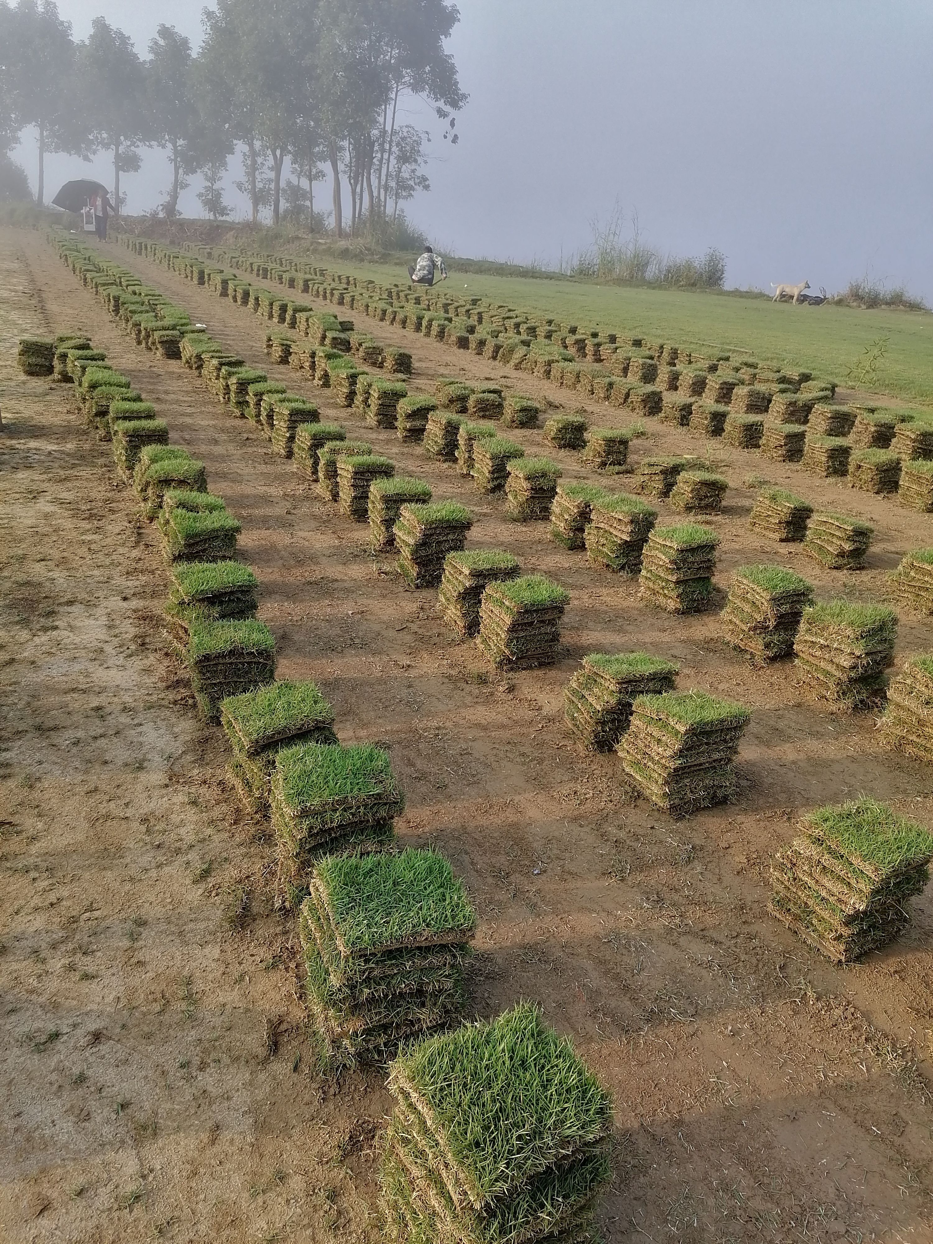 马尼拉草皮 马尼拉，绿油油的，像毛毯一样柔软。适合全国各地种植