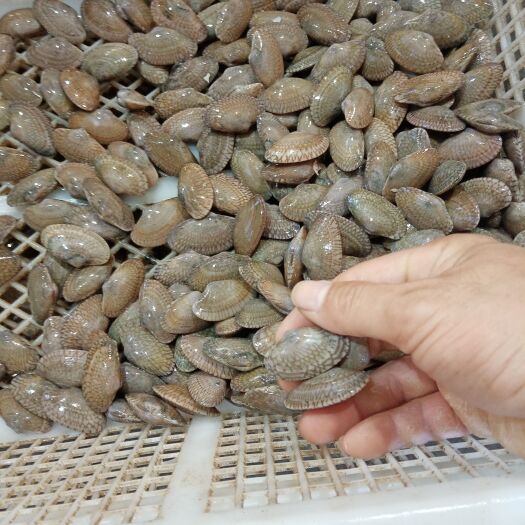 阳江花甲 80-100粒/公斤 鲜活水产