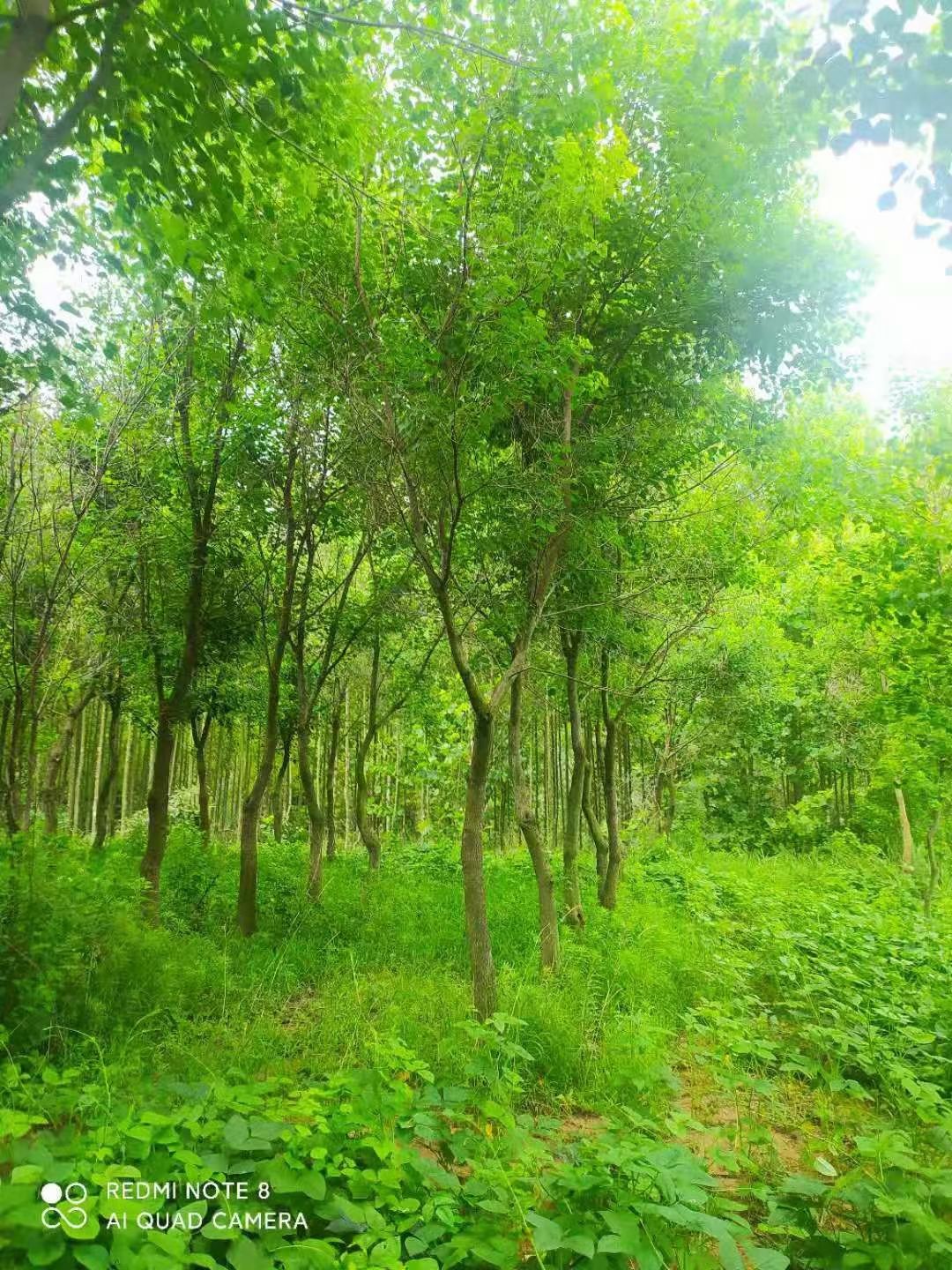 乌桕高低分枝，异形乌桕，5-30公分乌桕