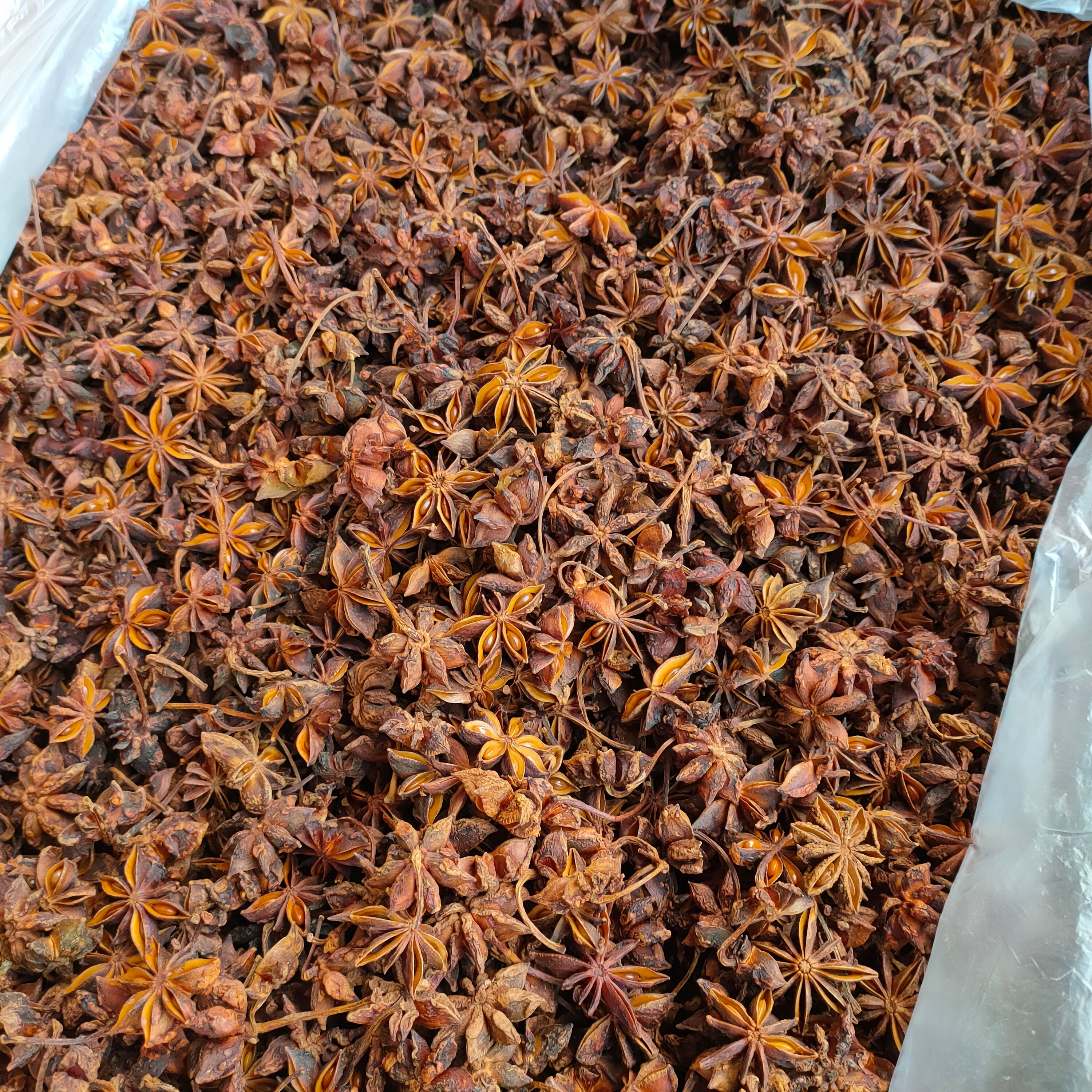 八角 广西大红八角 秋果八角干枝和春花八角原产地直销批发包邮