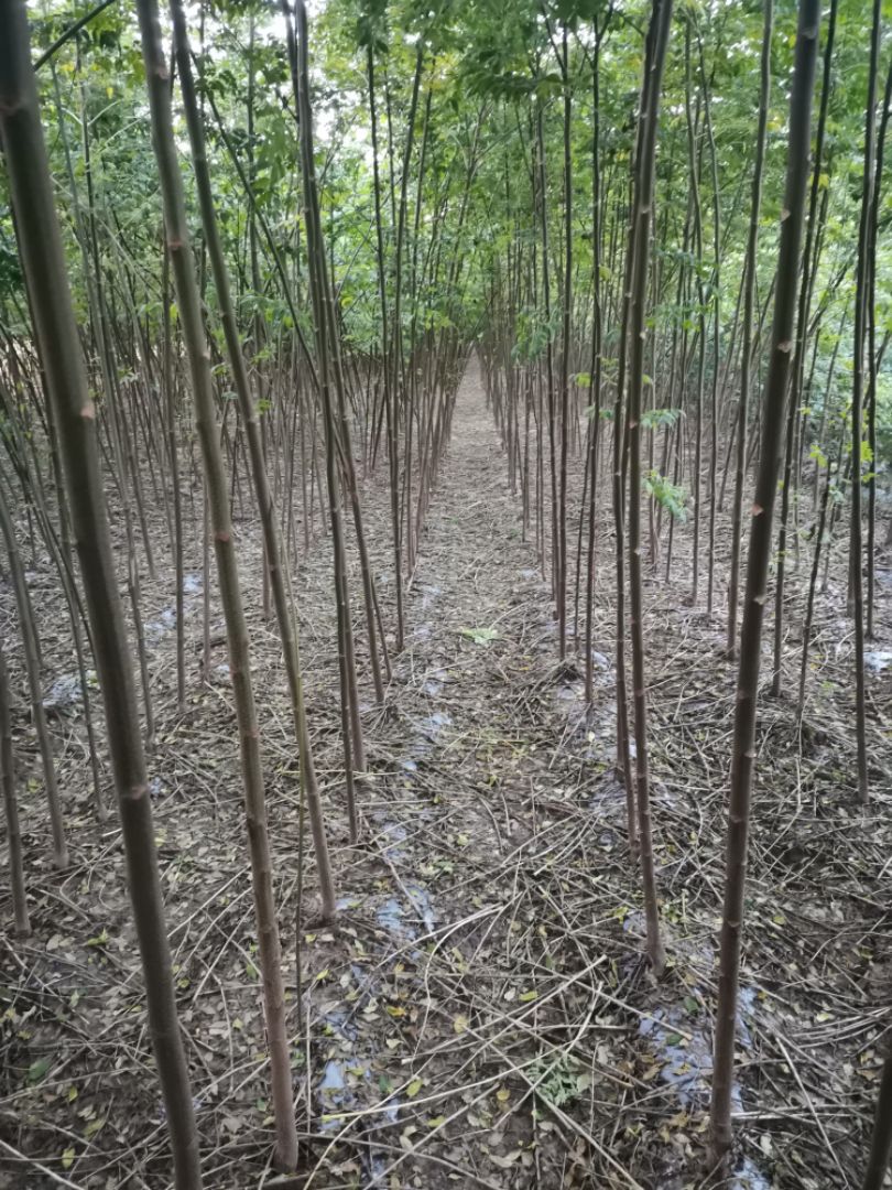 苦楝树  苦楝，速生苦楝，苦楝种子有量，