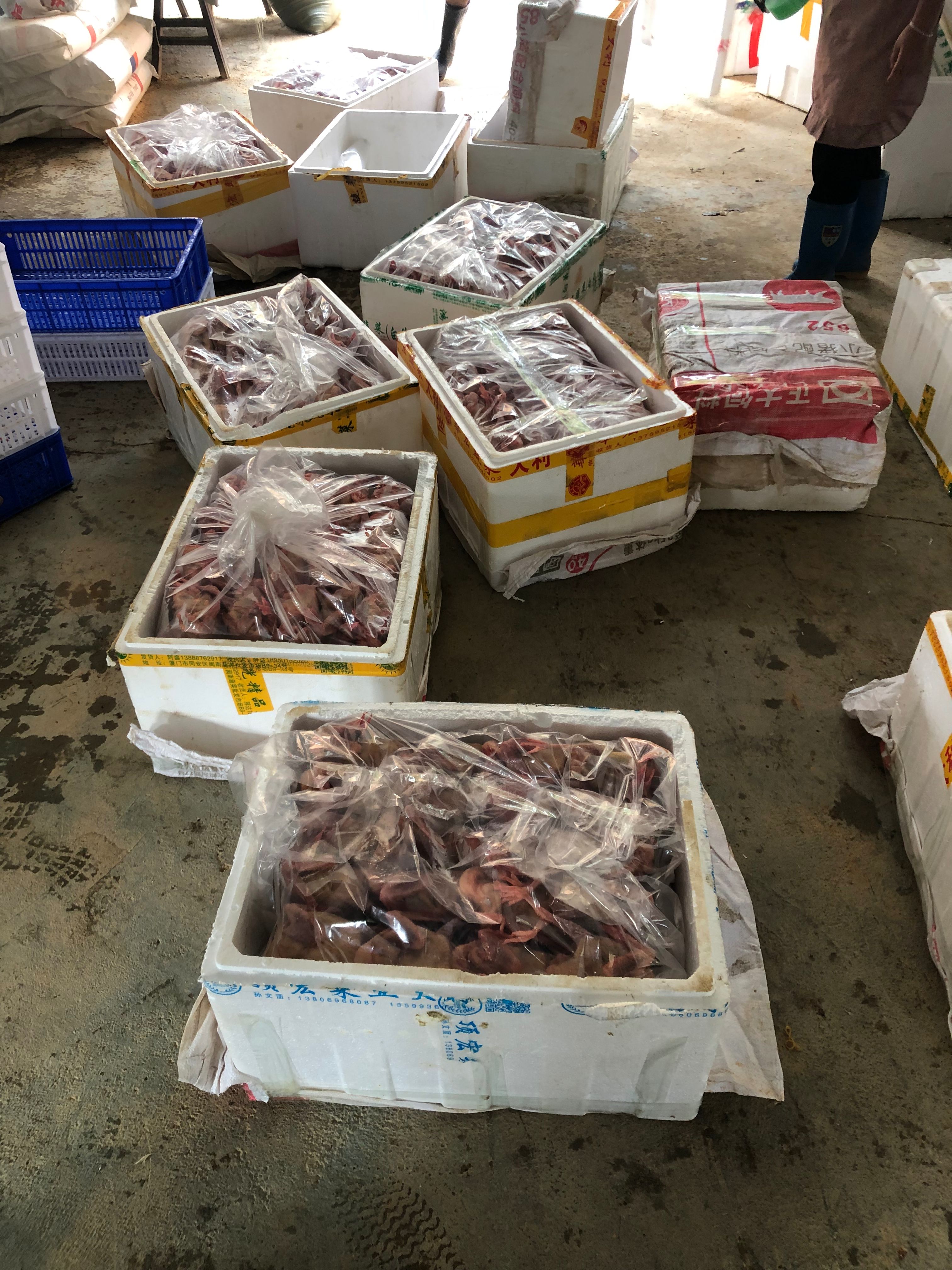 精品冻鸽 白条鸽 冰鲜鸽 冷链运输全国发货
