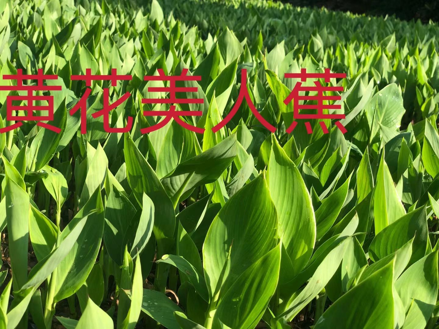  黄花美人蕉