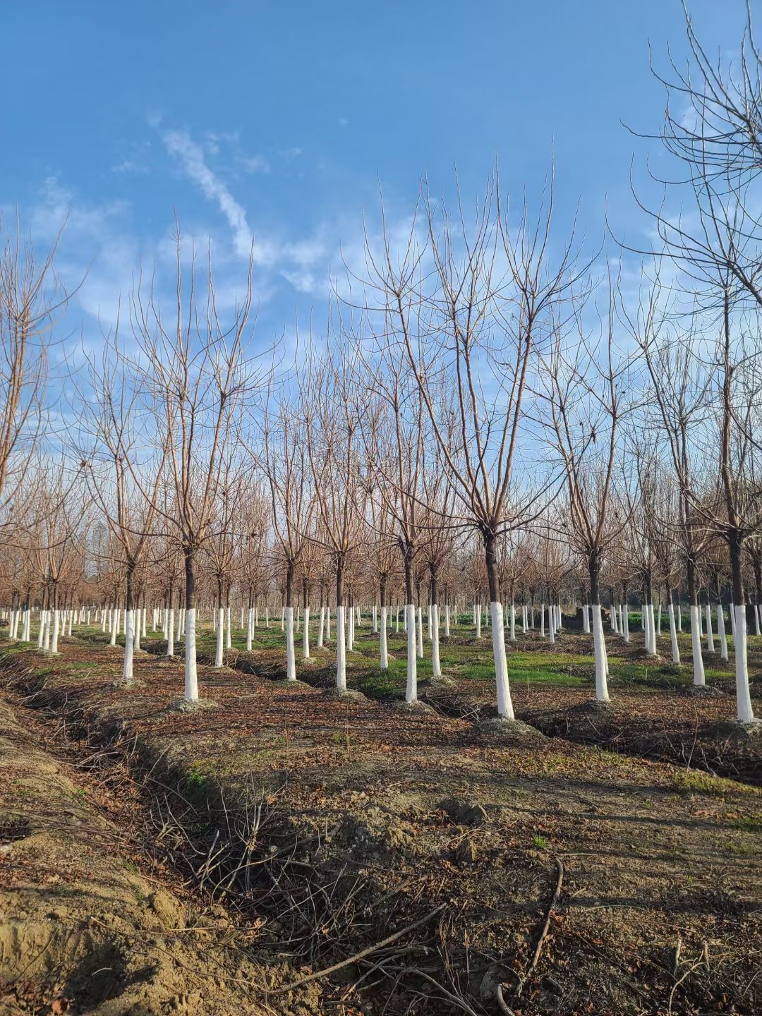 南京重阳木，精品重阳木8～25公分，量大价优，定植移栽苗