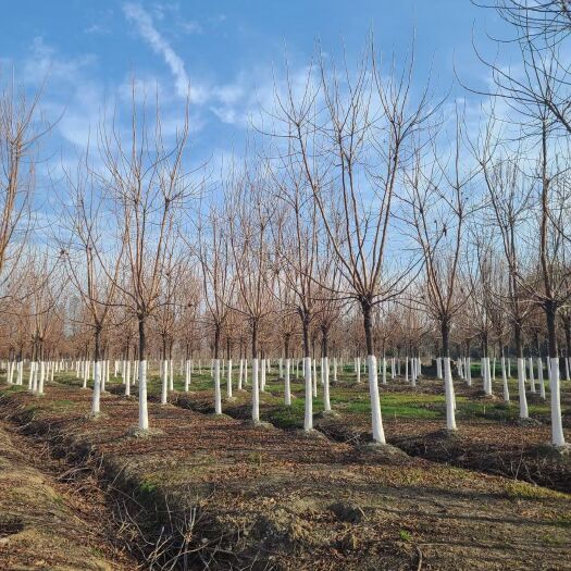 南京重阳木，精品重阳木8～25公分，量大价优，定植移栽苗