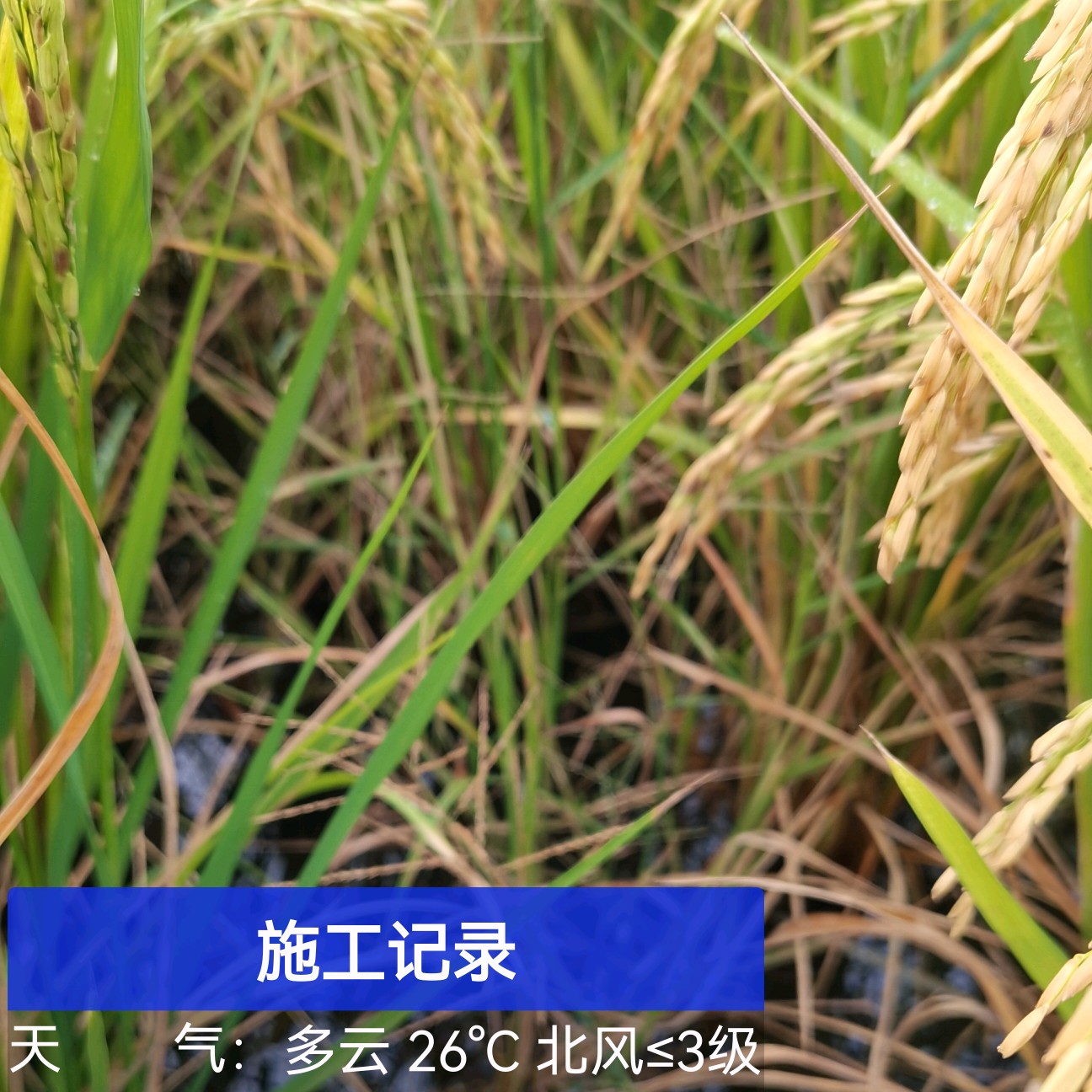 籼稻谷  泰优390，黄花粘，两个品种