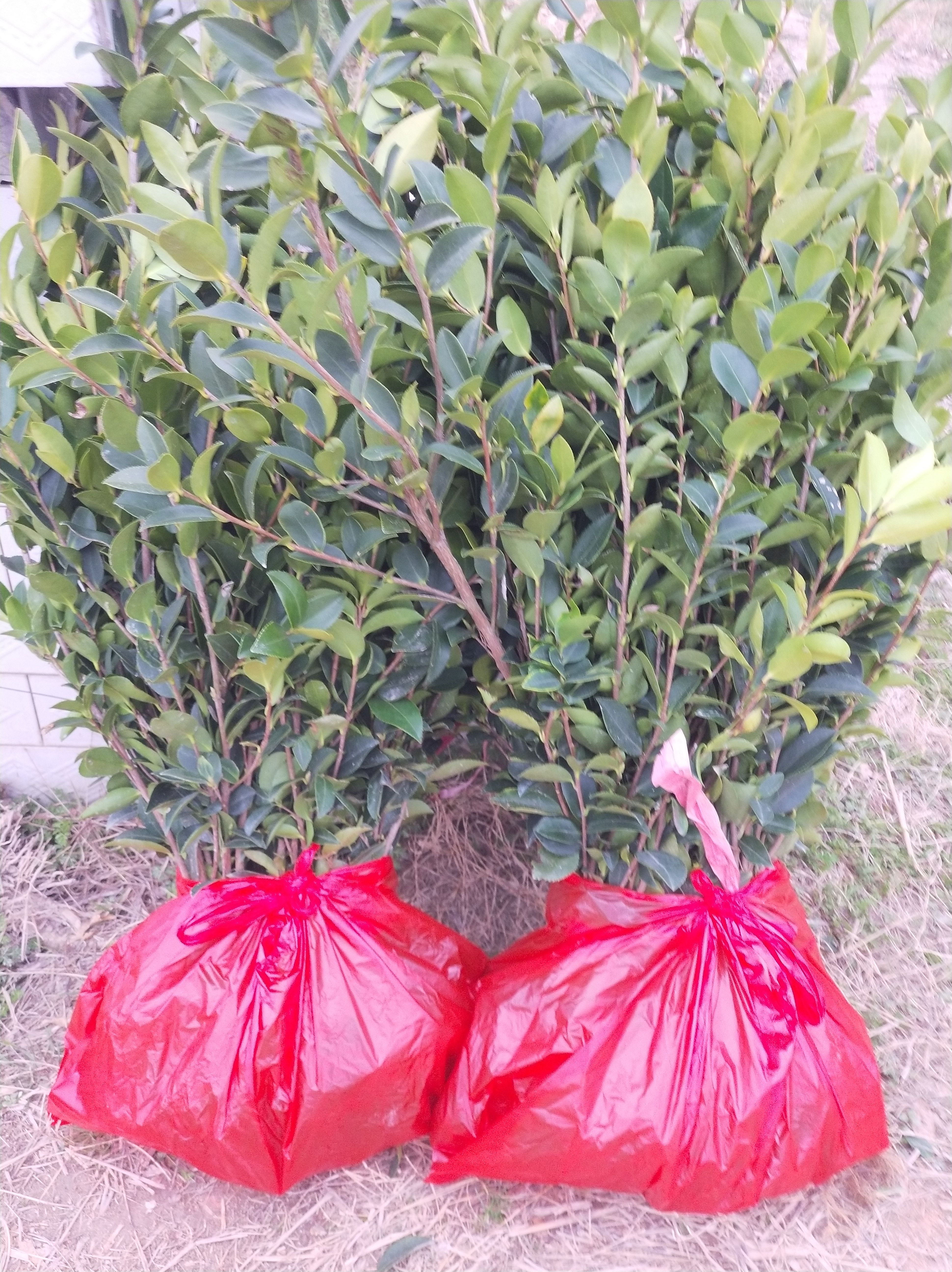 油茶树苗，产地，湖南，攸县。产量高，基地直供