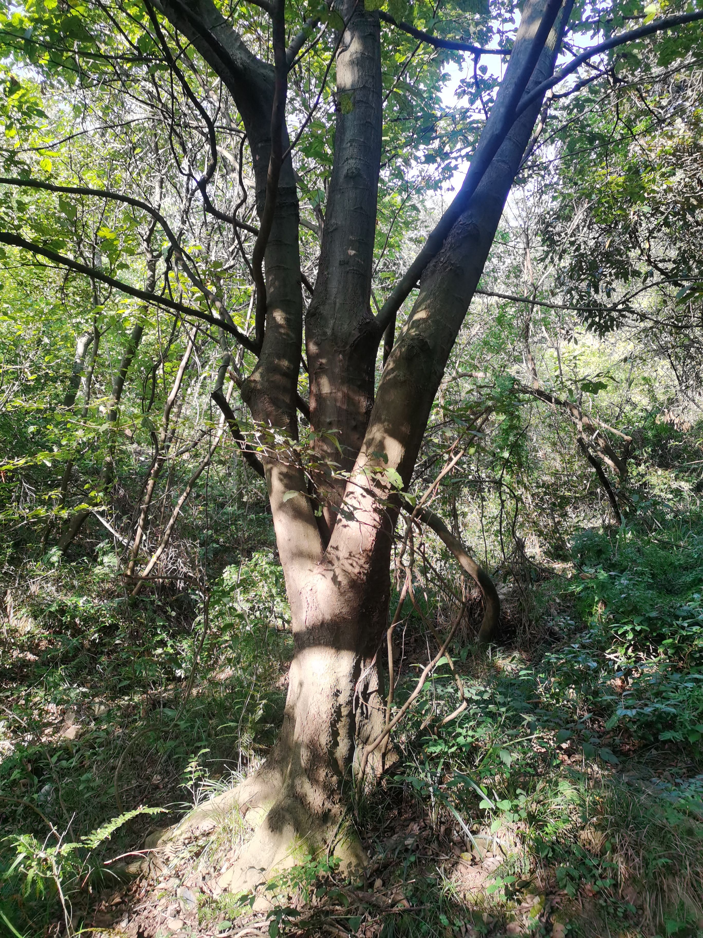 香樟 瑜树