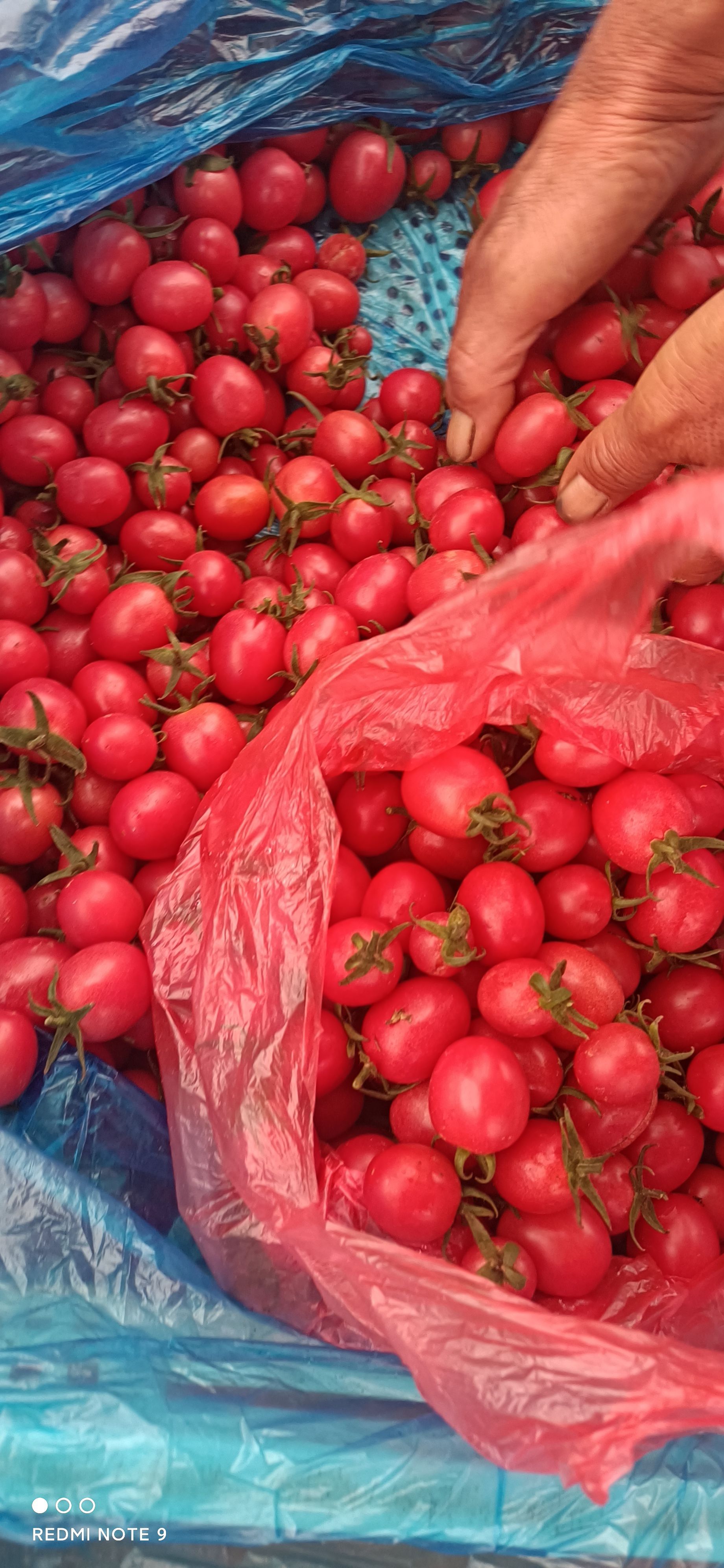 水果西红柿  番茄