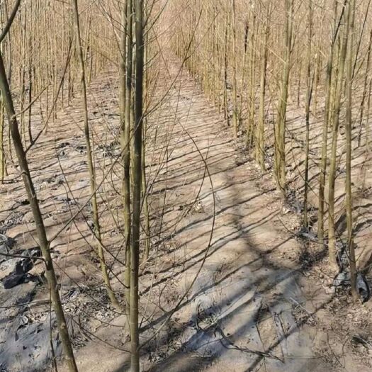 博野县旱柳  百盛苗木馒头柳苗