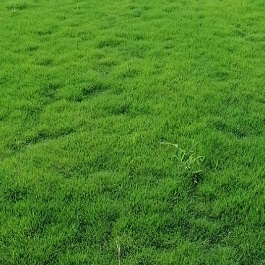 郴州马尼拉草皮  马尼拉