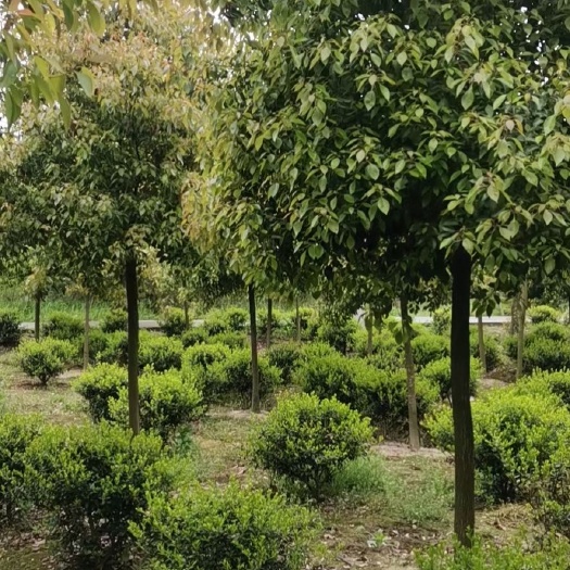 南京高杆红叶石楠，6～15公分高杆红叶石楠树，量大价优，红叶石楠