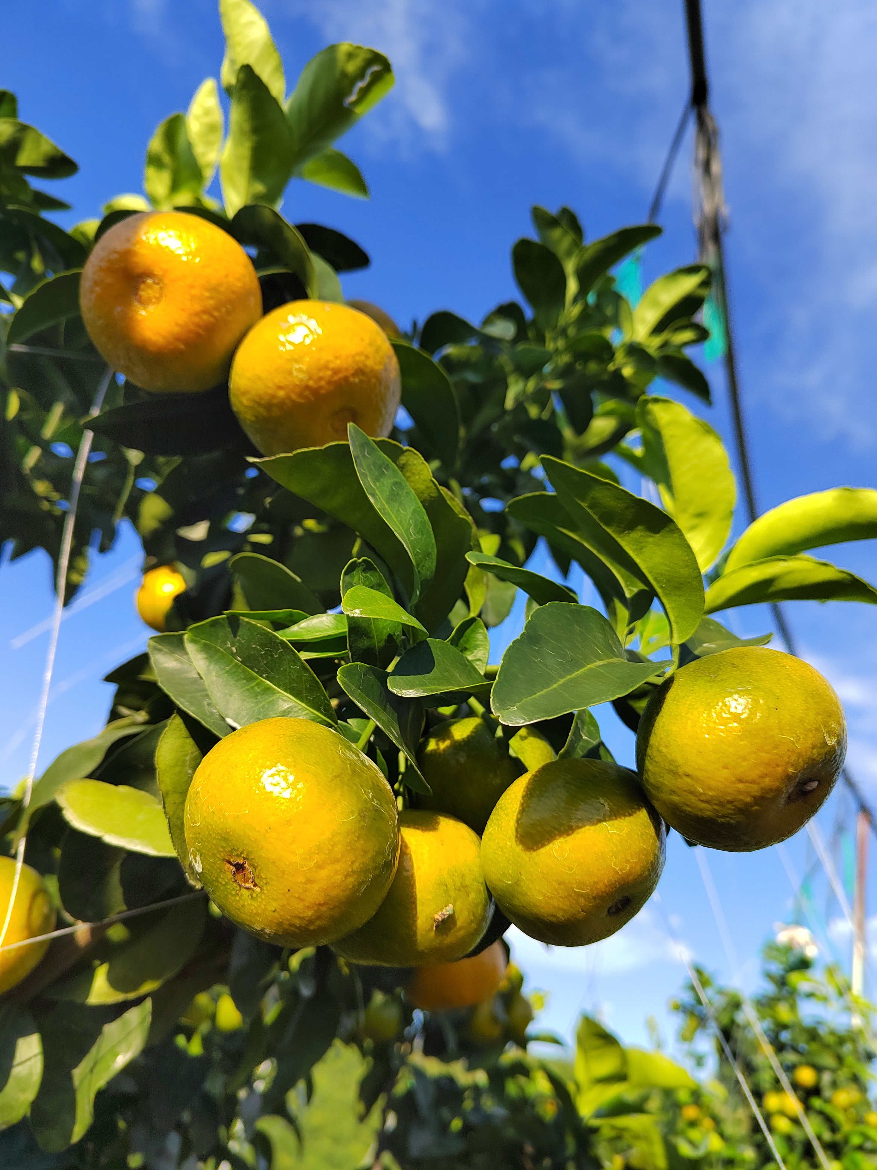 沙糖桔 广西金秀桐木镇，金秋，金葵，砂糖橘要上市场了，口感甜度好。