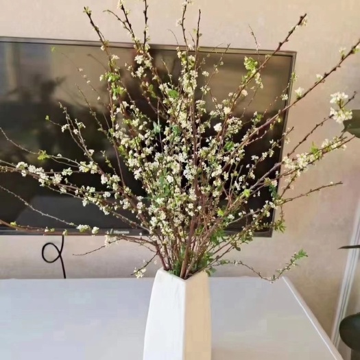 开原市喷雪花  雪柳 珍珠绣线菊 干枝鲜花 可水培
