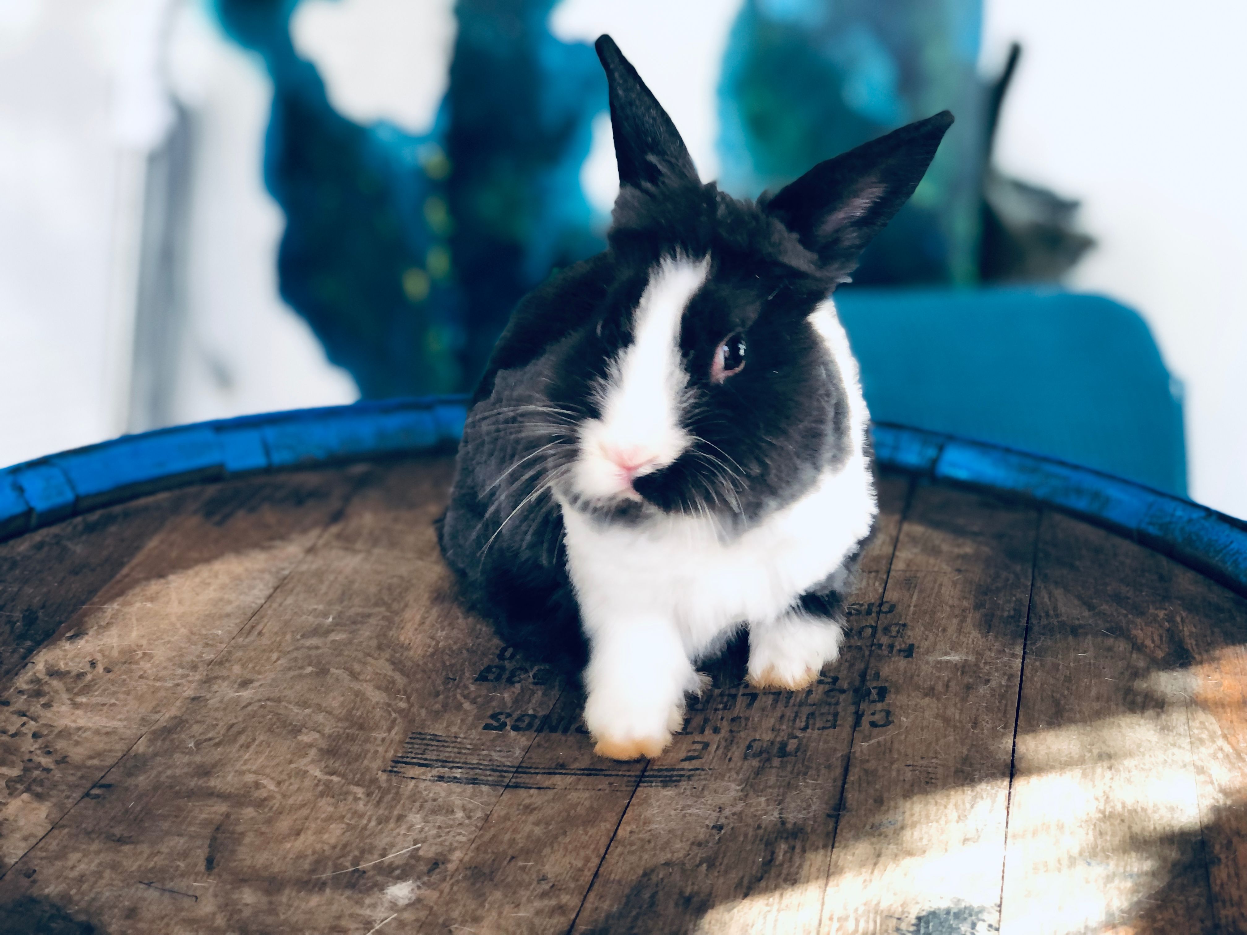 垂耳兔  黑白道奇弟弟