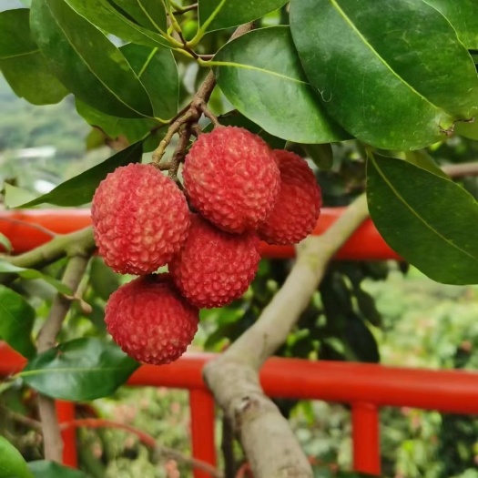 灵山县冰荔苗  冰荔荔枝苗   荔枝新品种  正品嫁接苗  带土带