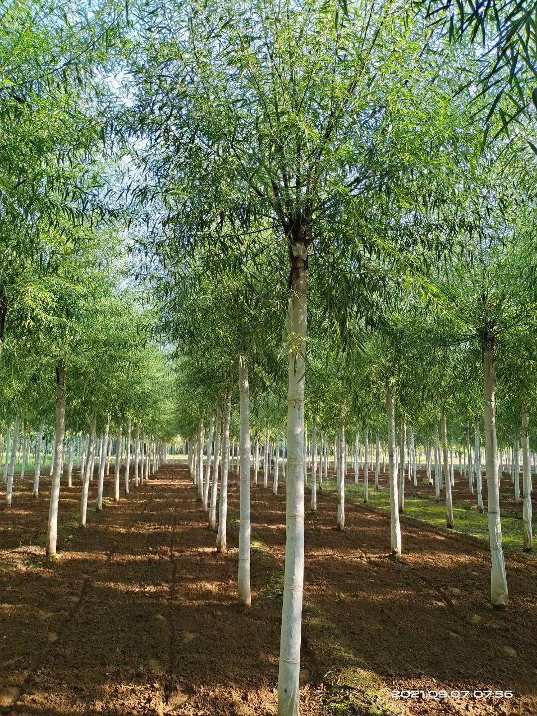  馒头柳15-20公分树形好意成活