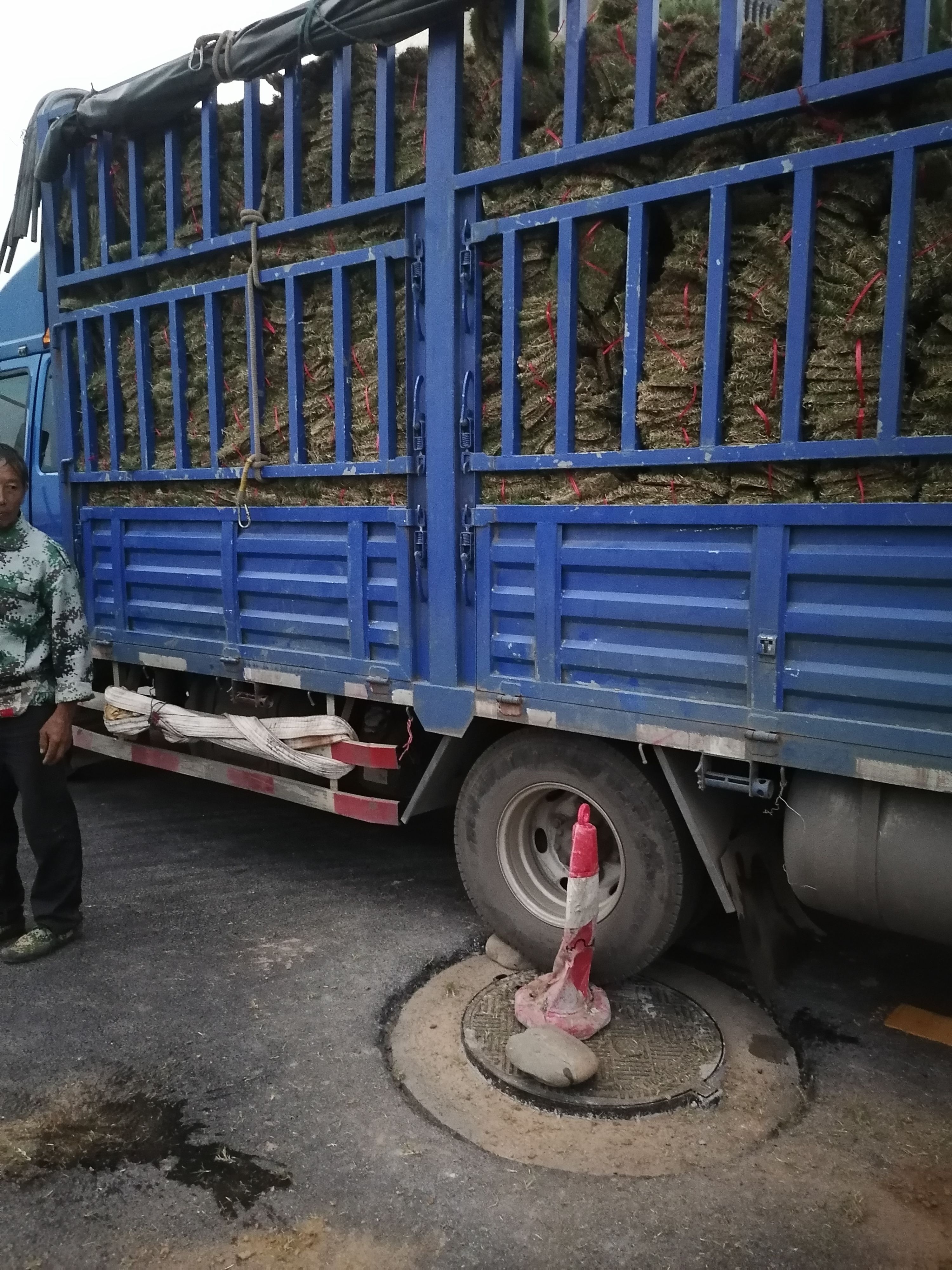 马尼拉草皮  马尼拉