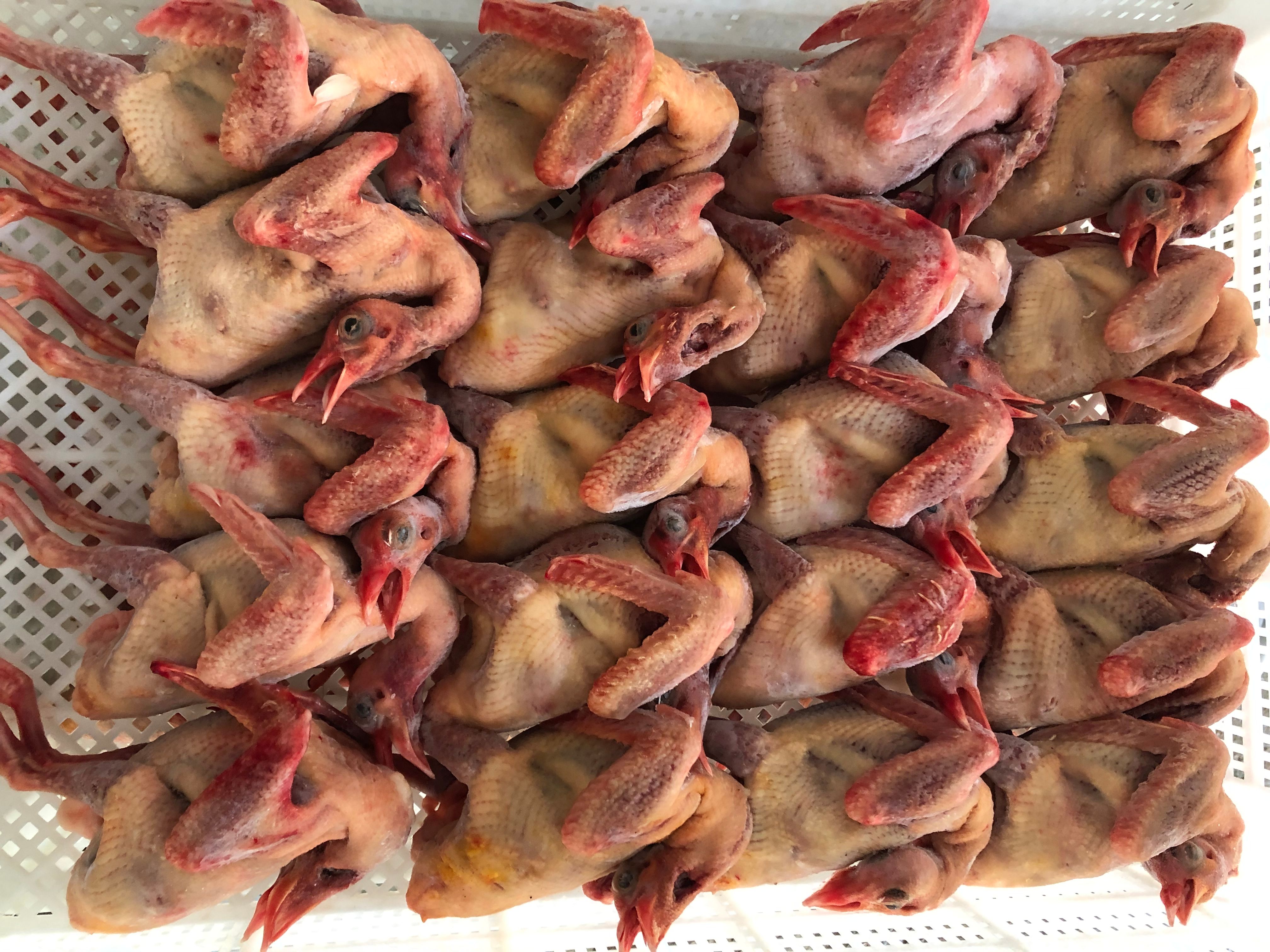 精品冻鸽 白条鸽 冰鲜鸽 冷链运输全国发货