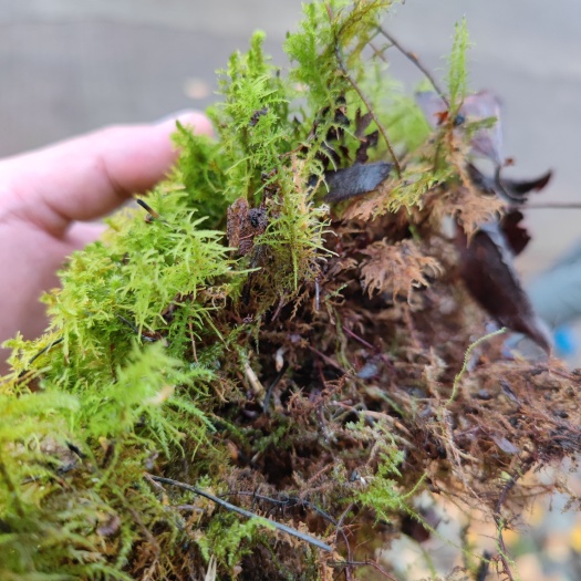 伊春青苔  东北苔藓