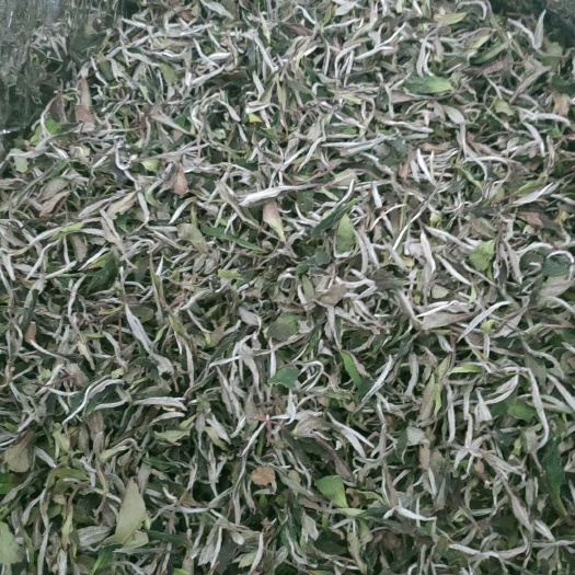 长沙白牡丹茶 香润清甜