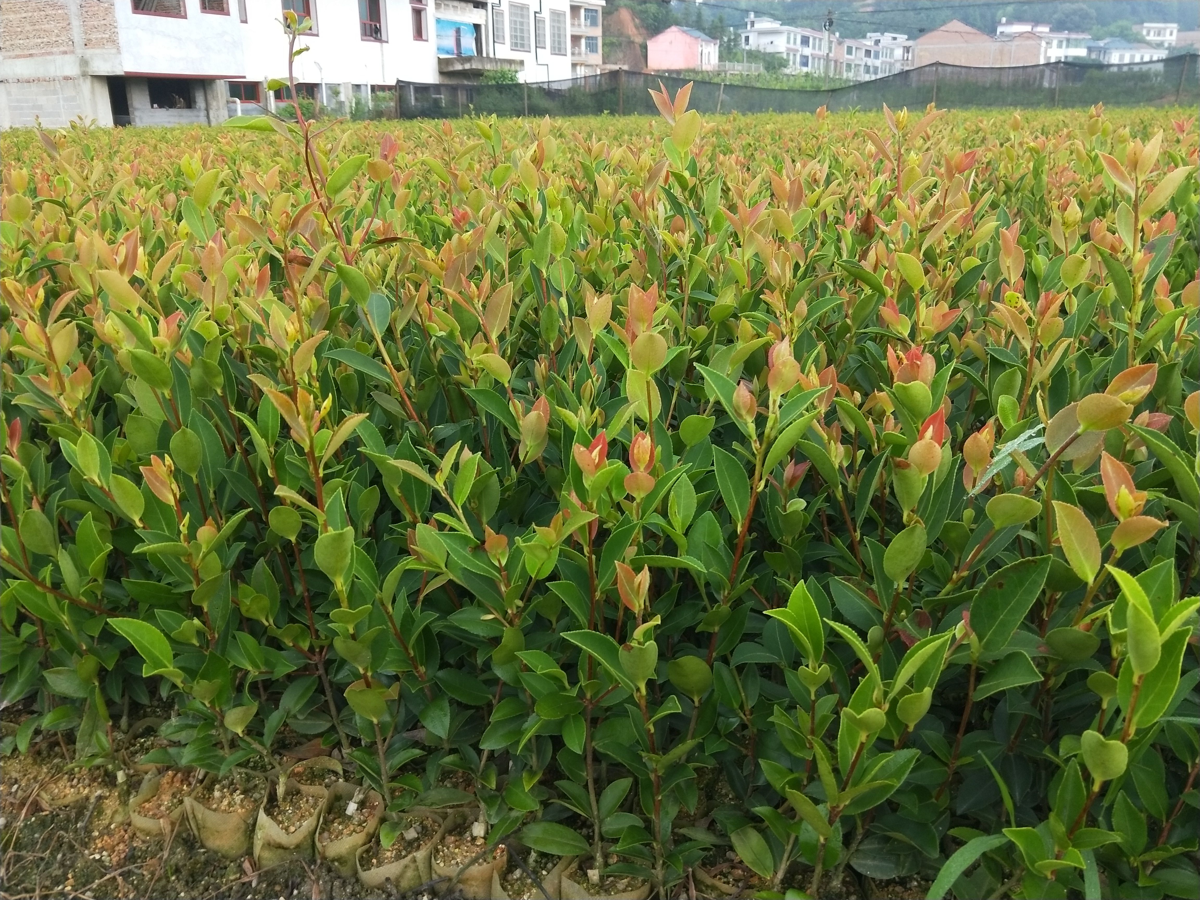 油茶树苗，产地，湖南，攸县。产量高，基地直供