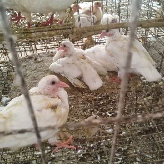 新兴县白鸽养殖场直销乳鸽大量有货