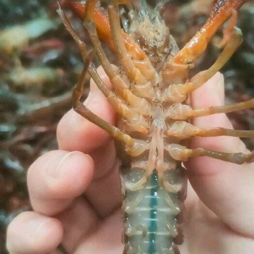 鄱阳县小龙虾