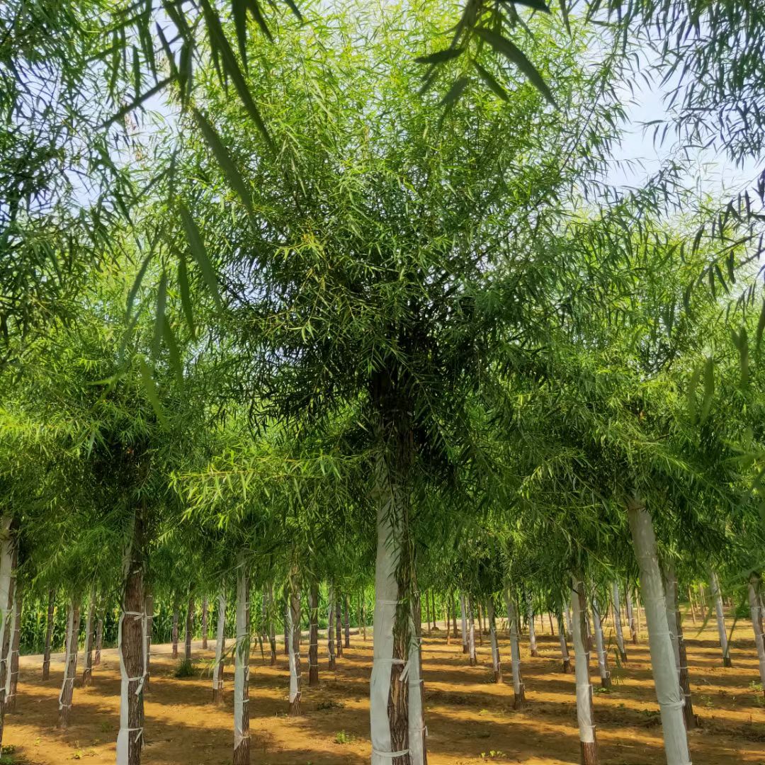 馒头柳15-20公分树形好意成活