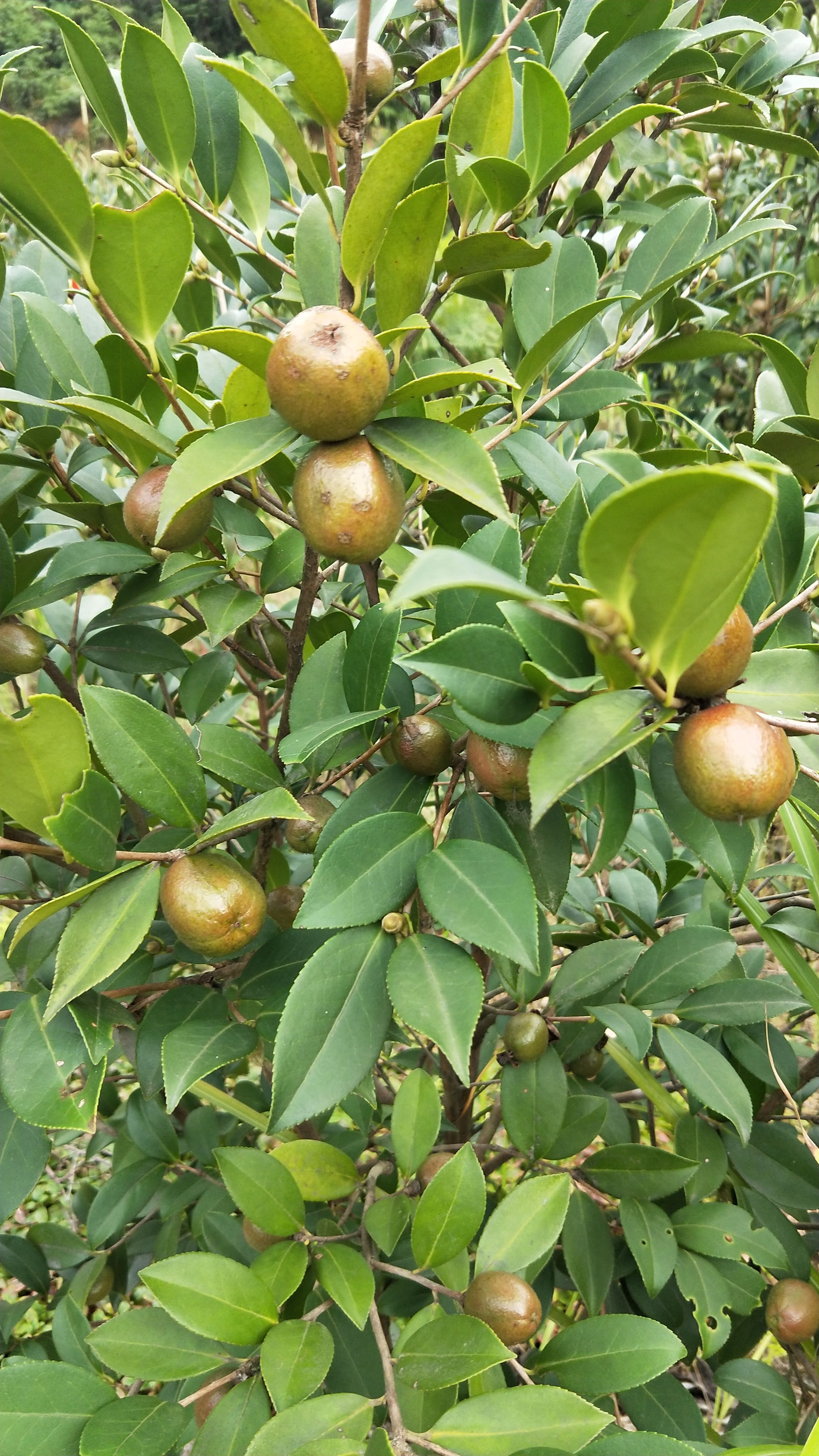 油茶树苗，产地，湖南，攸县。产量高，基地直供