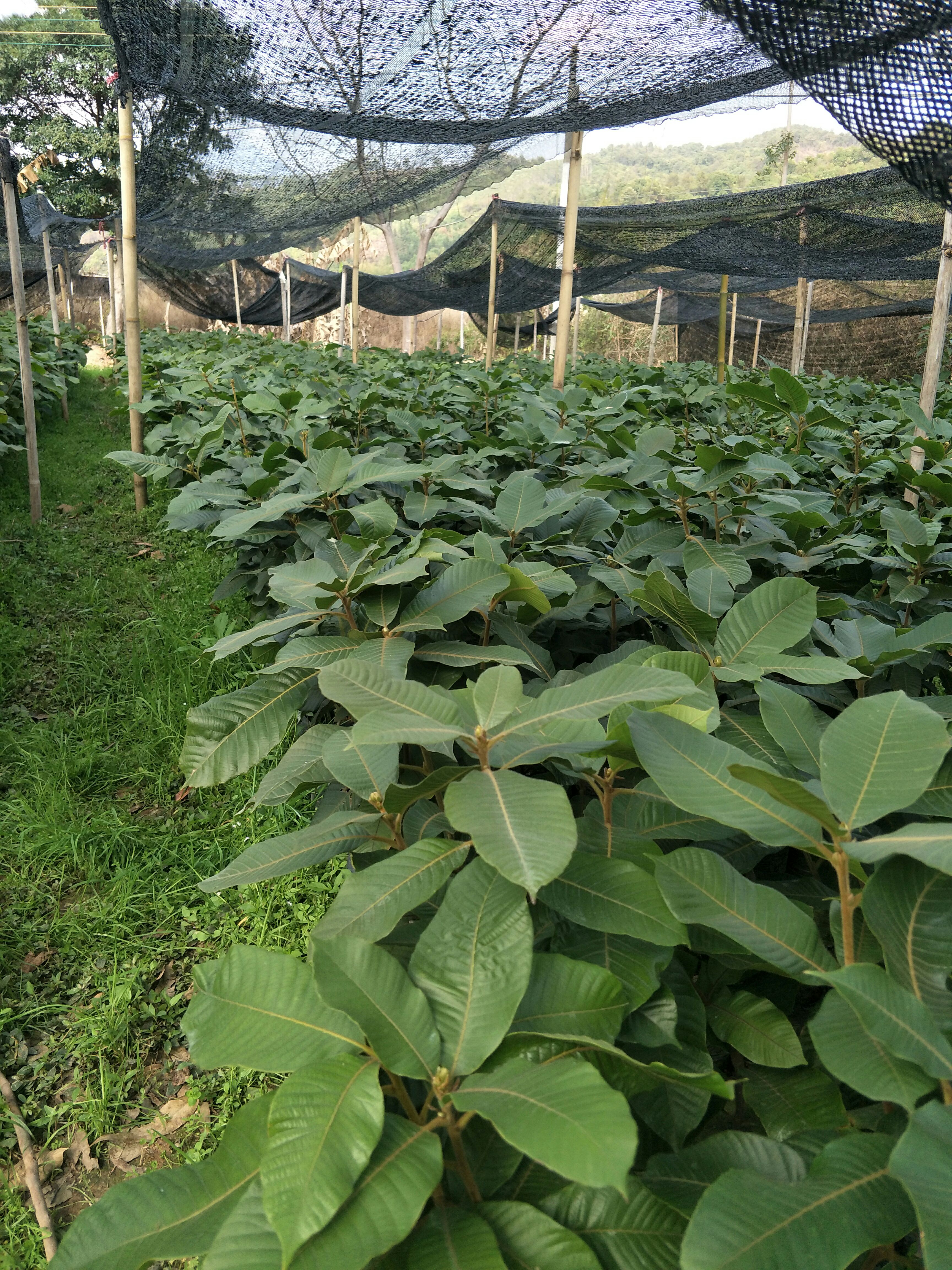大叶风流果苗，益肾子，又叫马古叠，福至浩果品种，果大皮薄肉厚