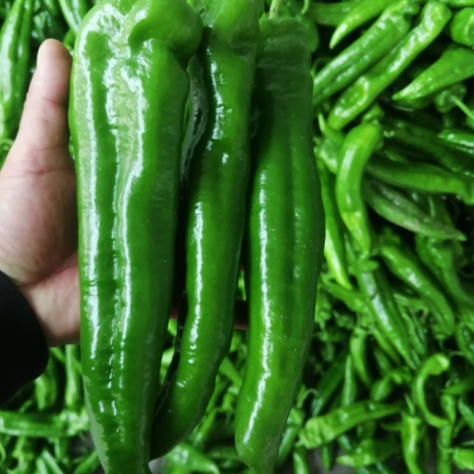 滦南县牛角椒  万亩绿色蔬菜生产基地