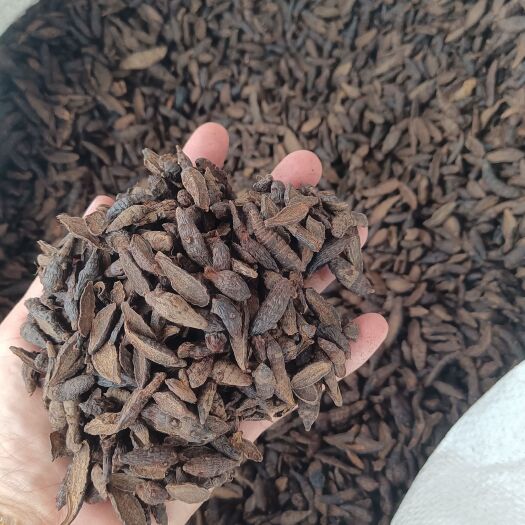 玉林香附别名雀头香莎草根.香.香附米.三棱草根.苦羌头