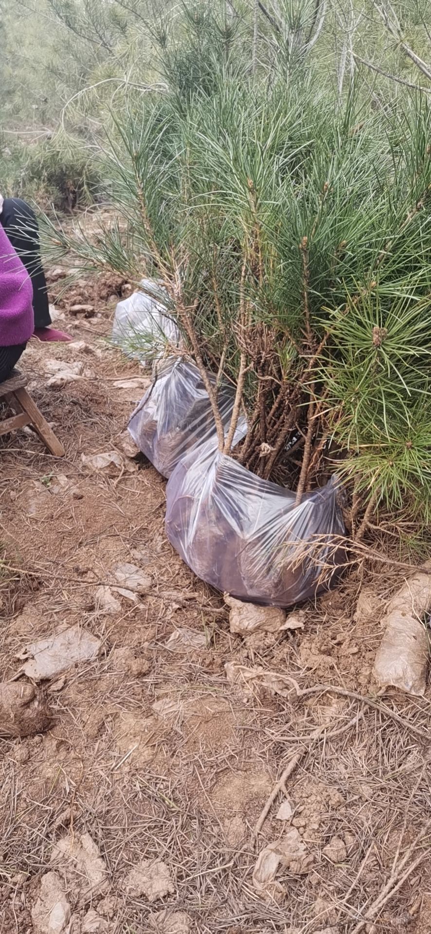 白皮松苗  白皮松小苗袋苗