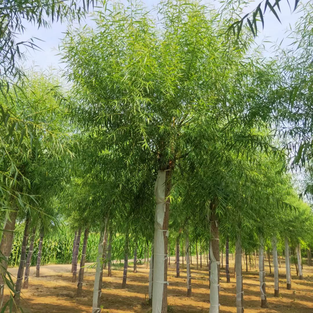  馒头柳15-20公分树形好意成活