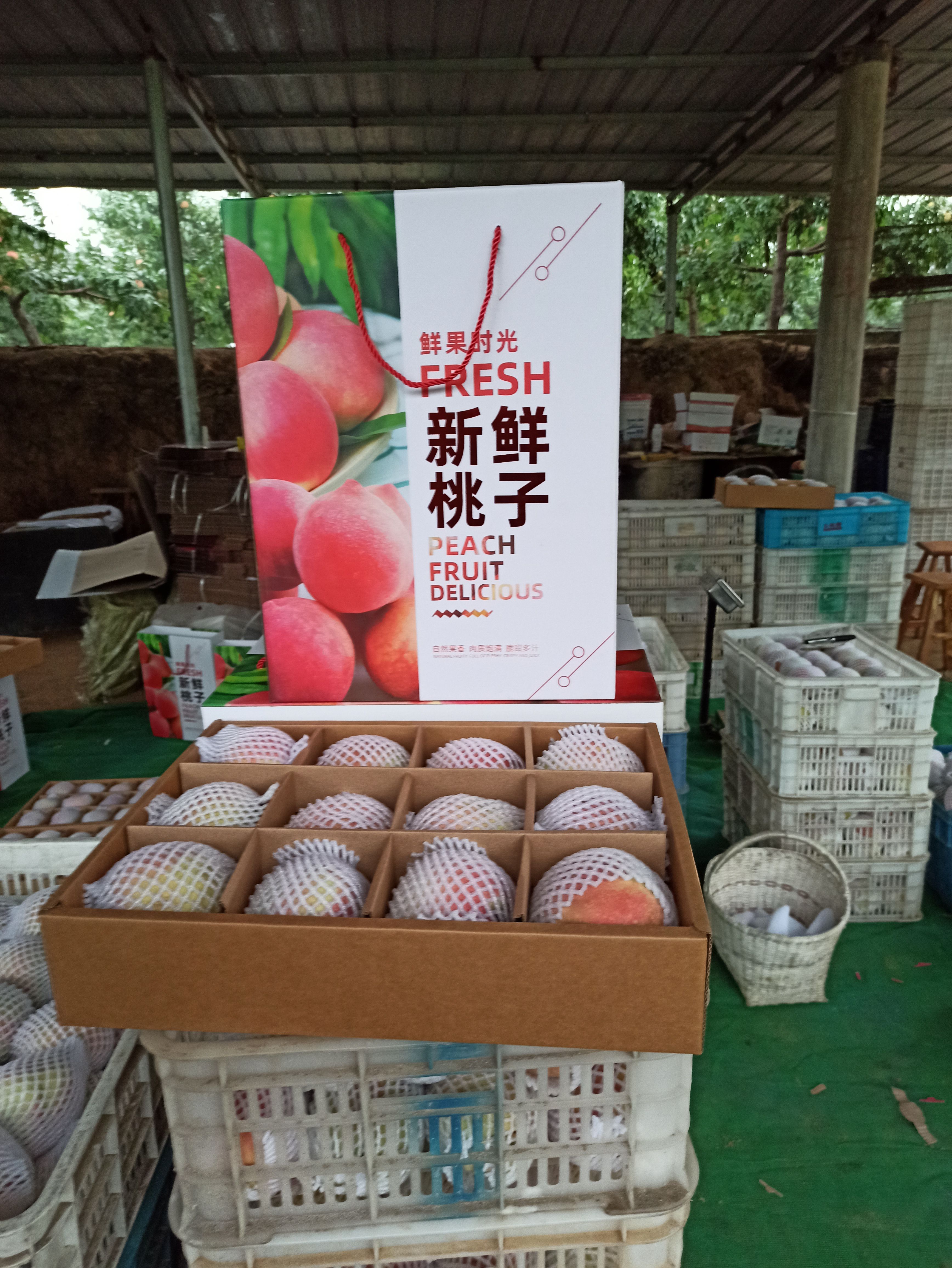 曲阳县中华寿桃，产地直采。2023年精品上市，欢迎垂询！