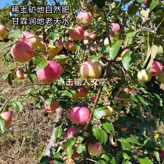 铁岭县 寒富苹果    稀土矿地自然肥料，山地阳坡自然水