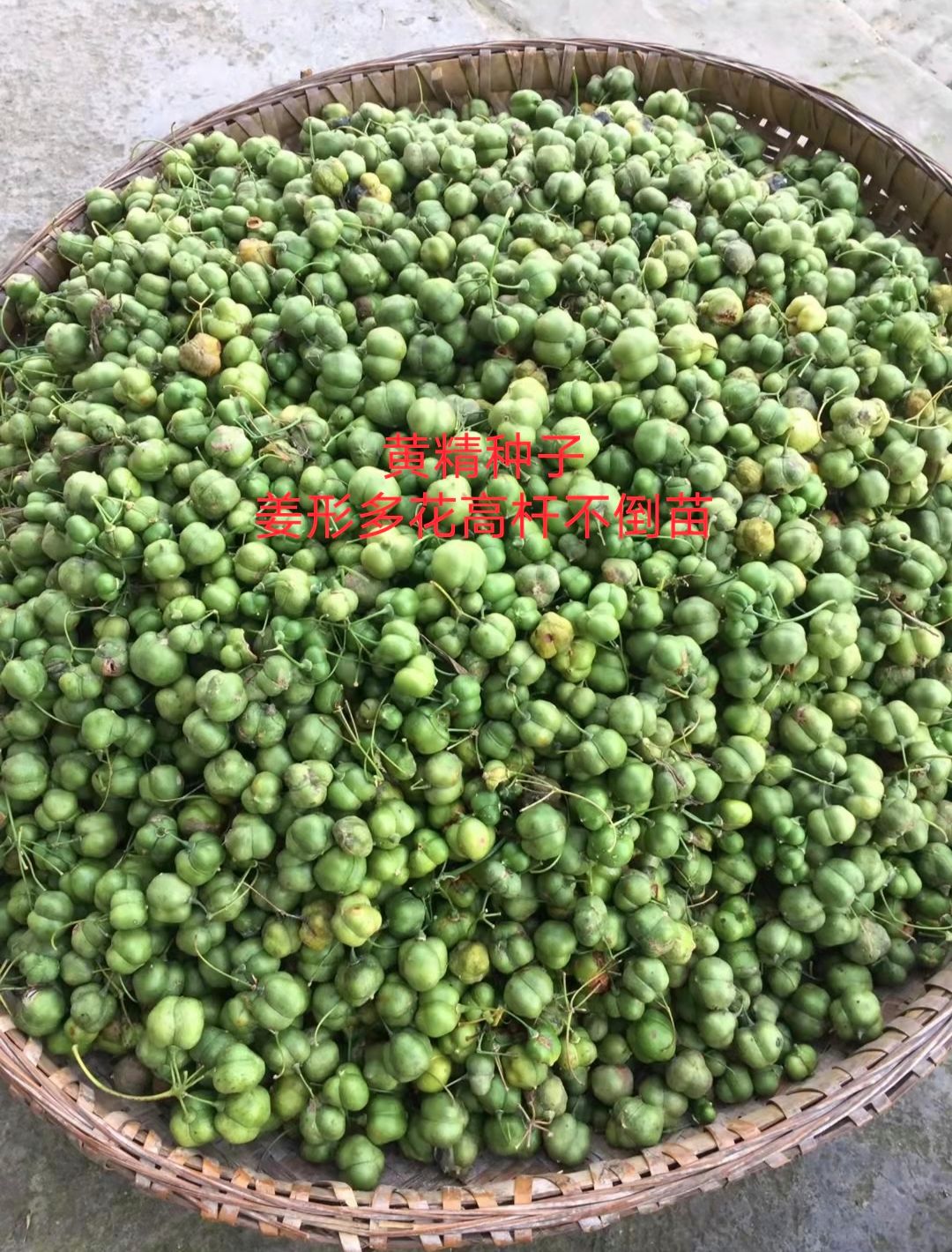 黄精种子 姜形多花高杆不倒苗
