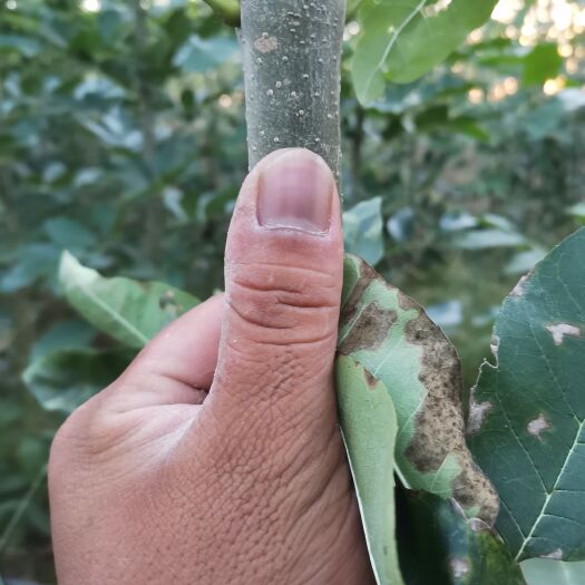 商丘金叶白蜡，秋紫 白蜡，速生白蜡，，杨树苗，泡桐，自己苗圃货源