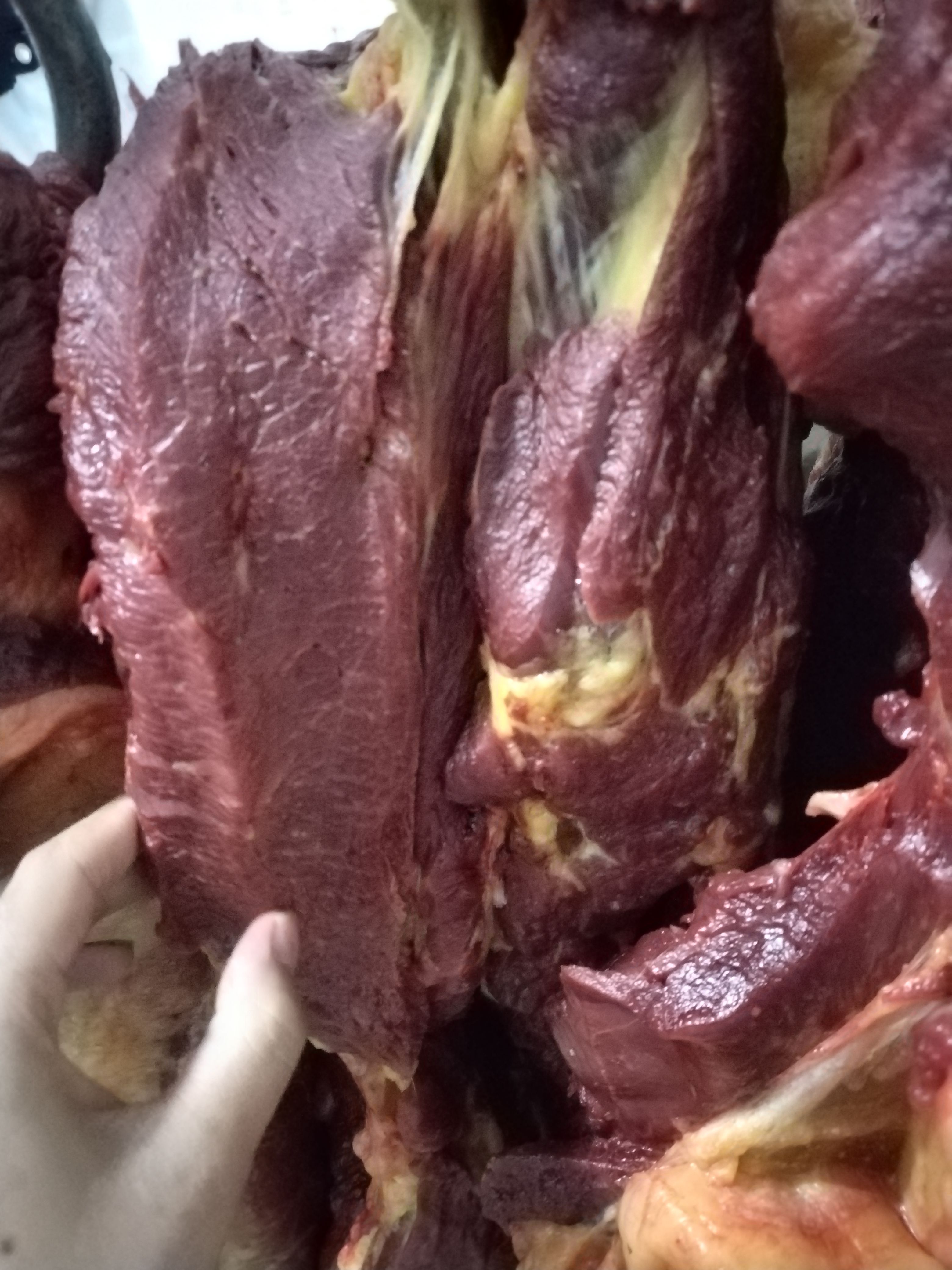 马副产品 马肉，纯干肉