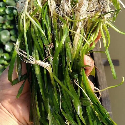 龙门县四季常绿矮生苦草苦草蓼萍草扁草