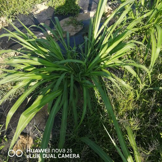 临湘市干草 金牧粮草