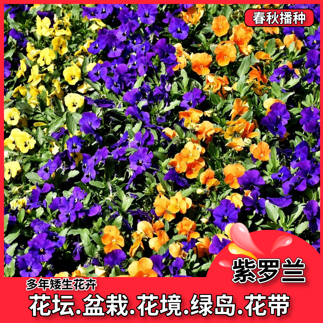 沭阳县紫罗兰种子  紫罗兰花种子多年 室内阳台盆栽易活易种花卉 春