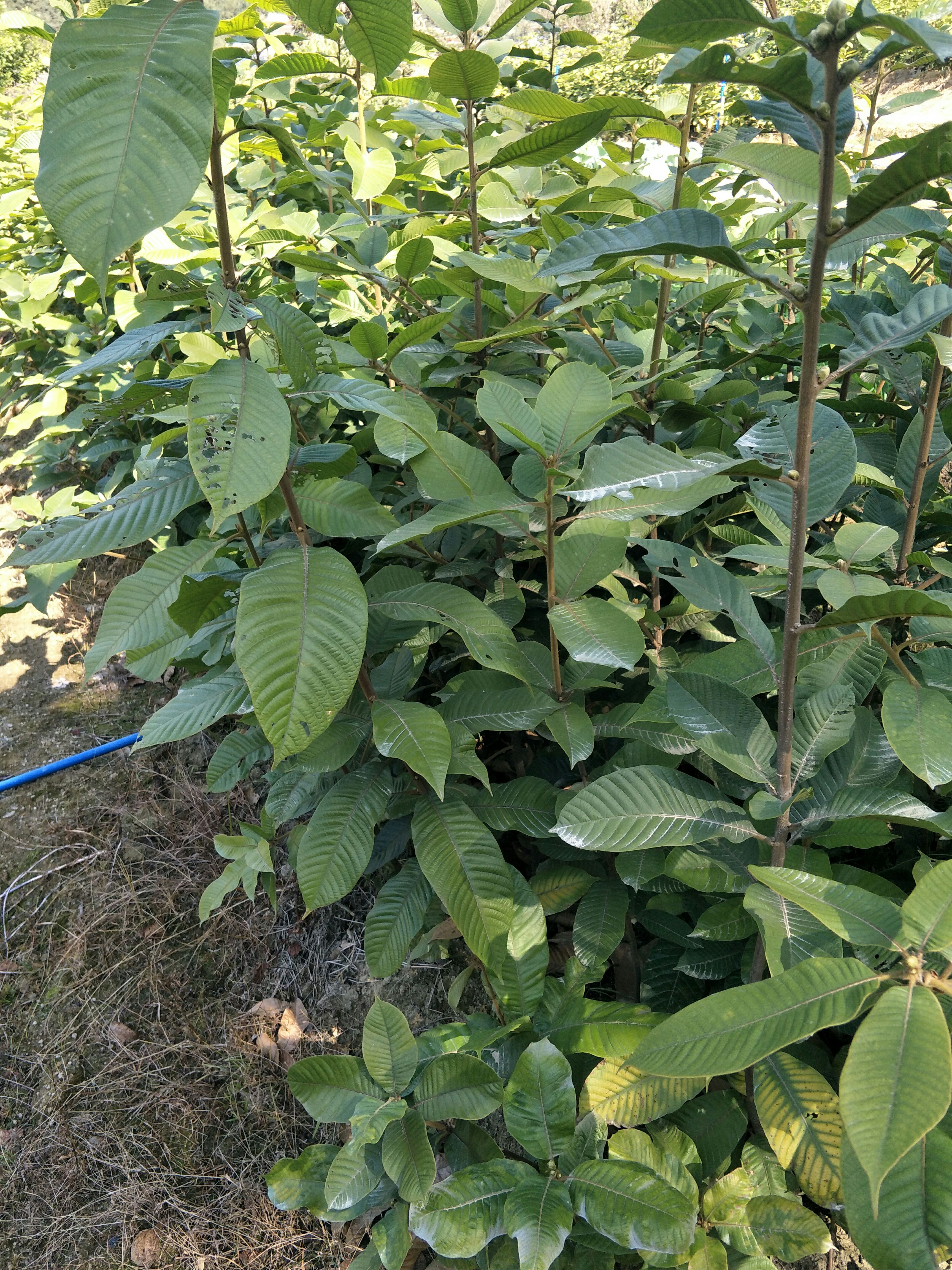 大叶风流果苗，益肾子，又叫马古叠，福至浩果品种，果大皮薄肉厚
