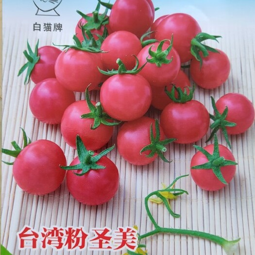 绵阳樱桃番茄种子  圣女果种子 粉色