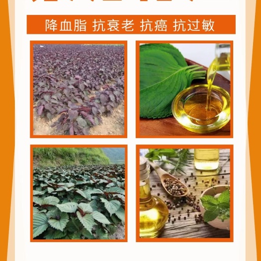 迁西县新鲜紫苏  今秋紫苏