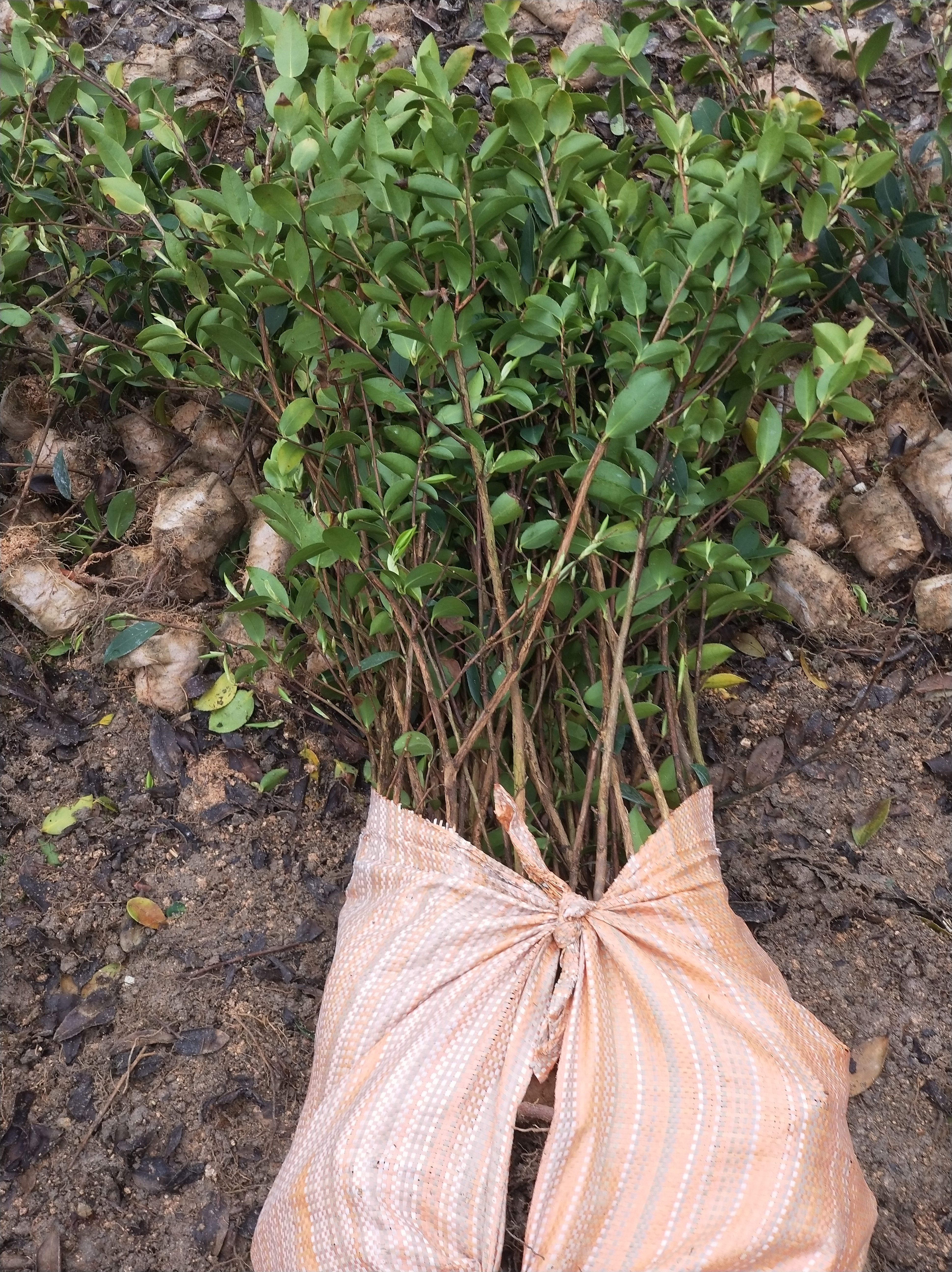 油茶树苗，产地，湖南，攸县。产量高，基地直供