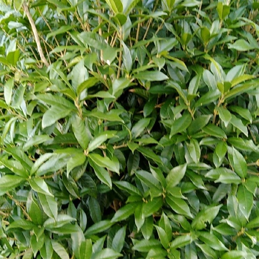 开阳县 四季桂，八月桂