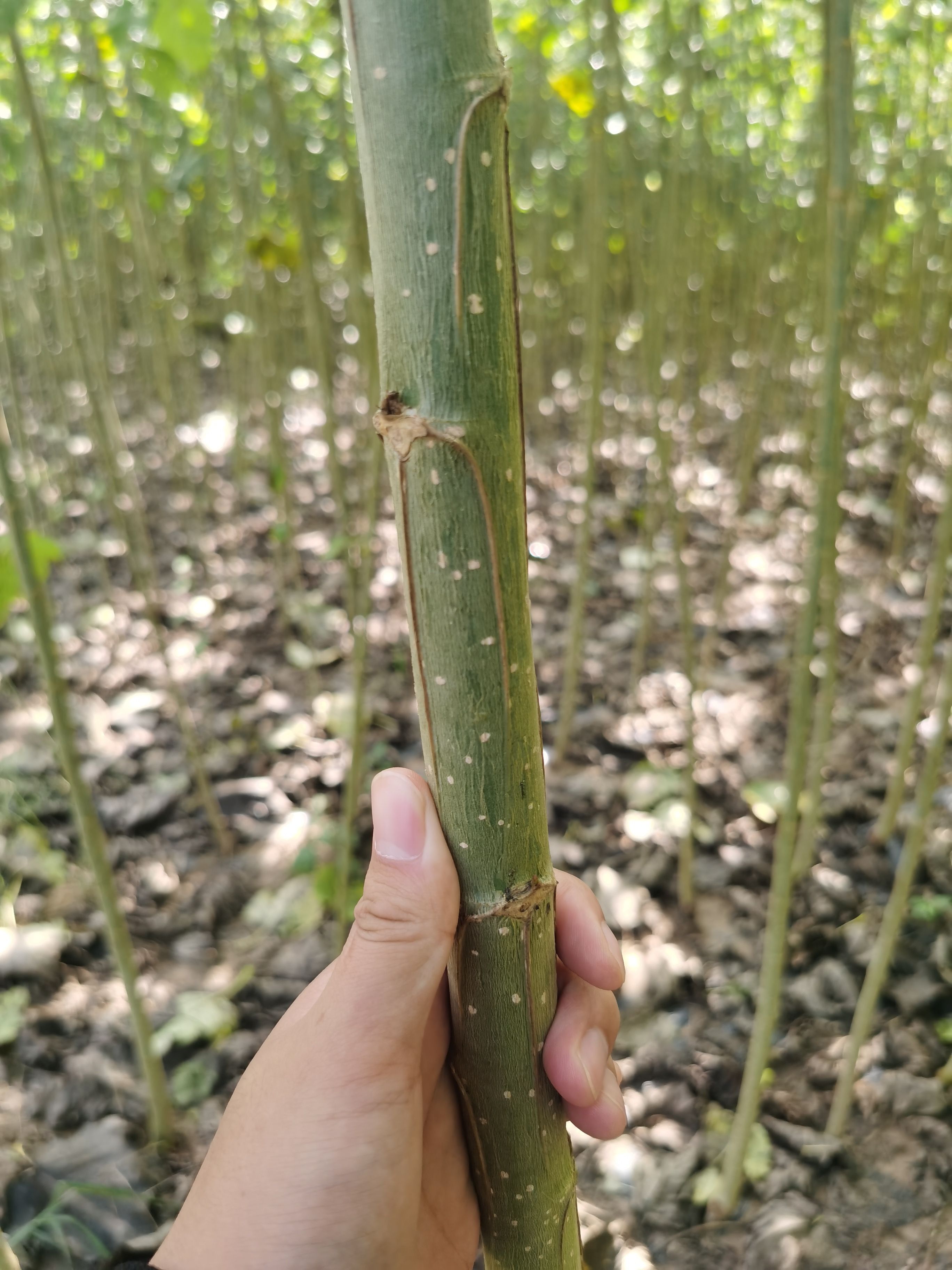  碧玉无絮杨树苗 碧玉杨树苗 规格齐全 价格优惠