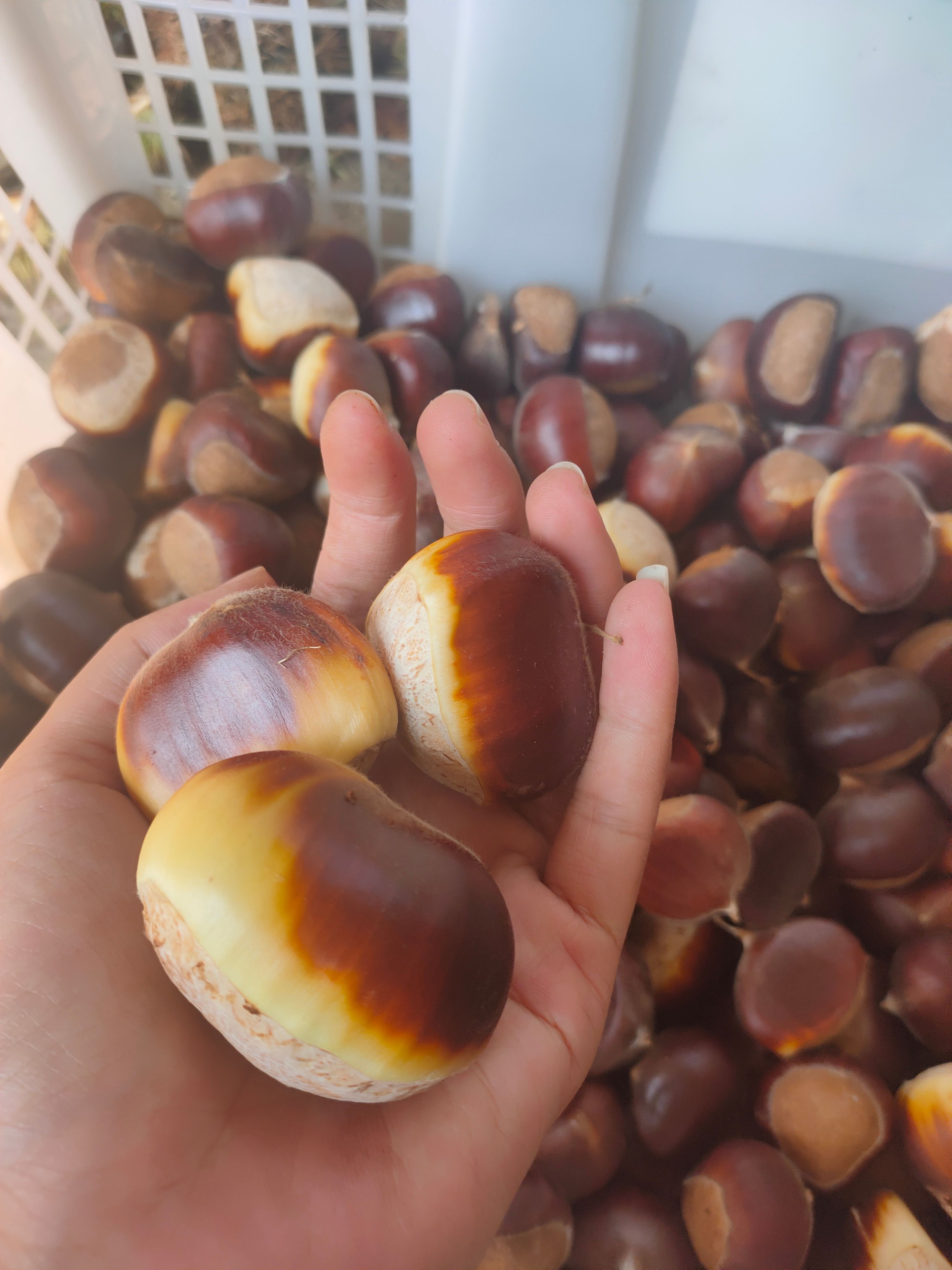 油栗  板栗！不打农药不施化肥的农家板栗